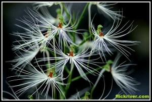 Habenaria_medusa