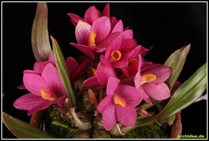 Dendrobium_laevifolium