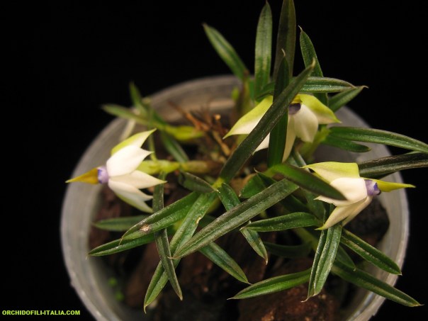 Dendrobium cyanocentrum