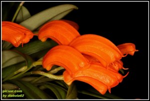 Masdevallia_mendozae