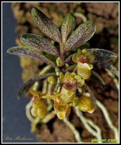 Gastrochilus_fuscopunctatus