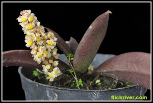 Trichocentrum_morenoi