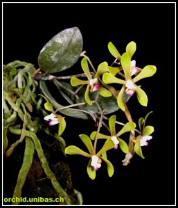phal_honghenensis